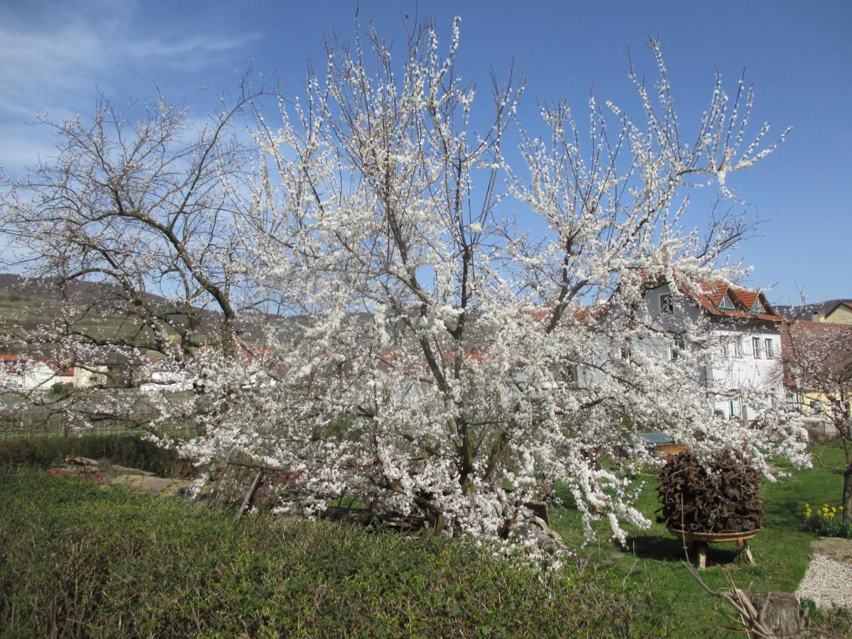 Gaestehaus Rudolf U. Sandra Denk Wosendorf in der Wachau Ngoại thất bức ảnh